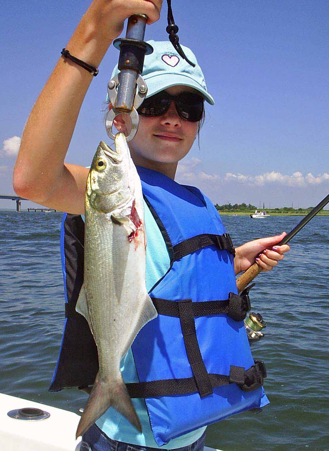 Bluefish caught in NJ waters