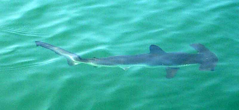 Hammerhead Shark