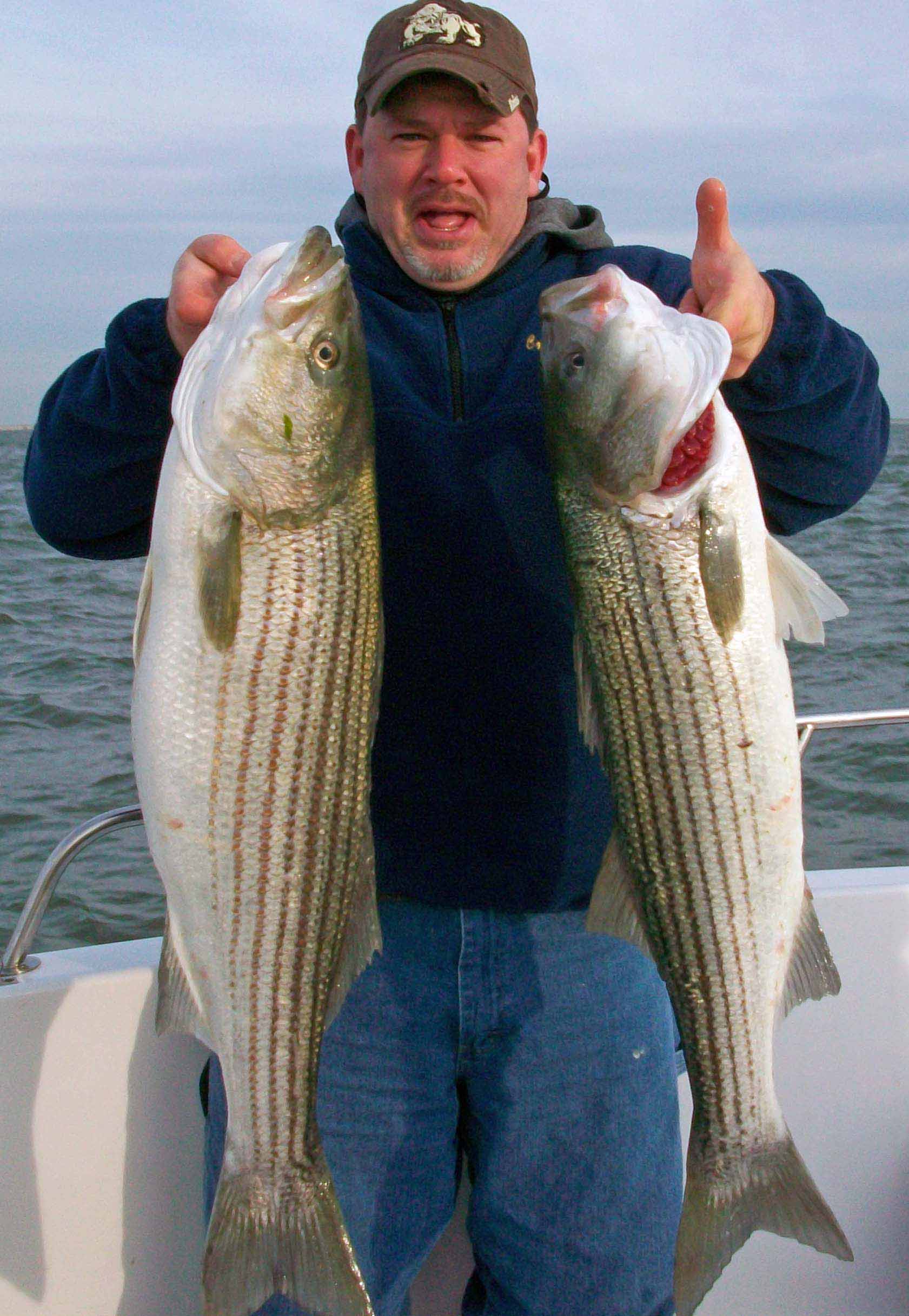 Striped Bass in NJ waters