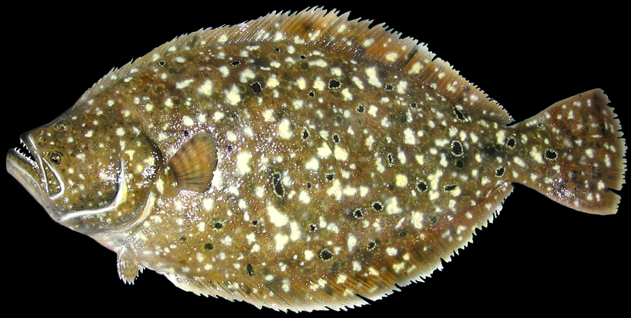 Flounder mount by Marine Creations Taxidermy of Scott Newhall's 15 lb Summer Flounder