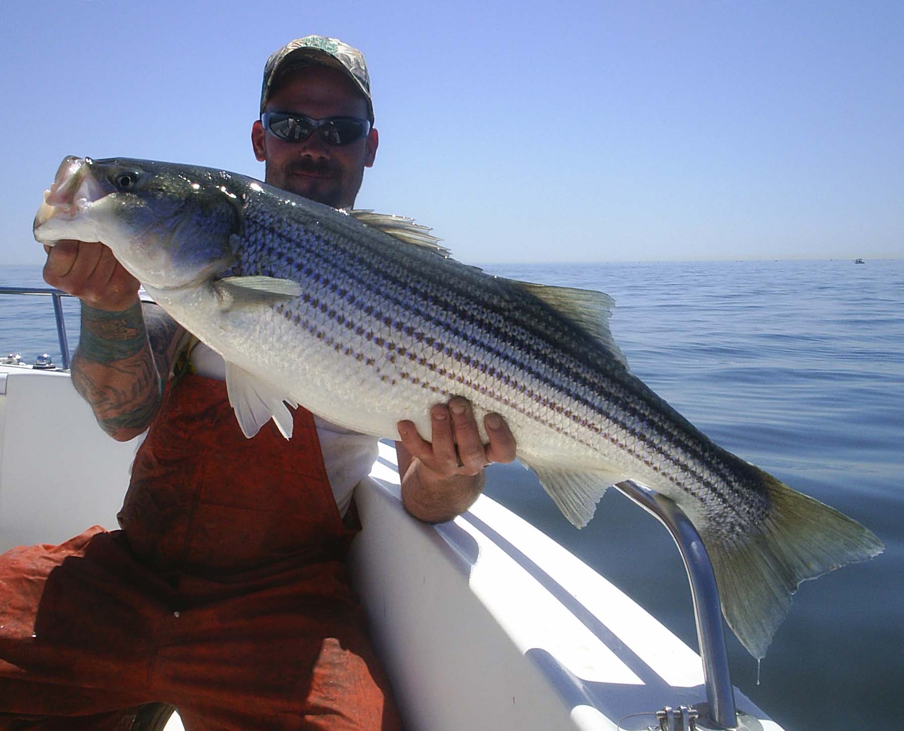 striper striped bass