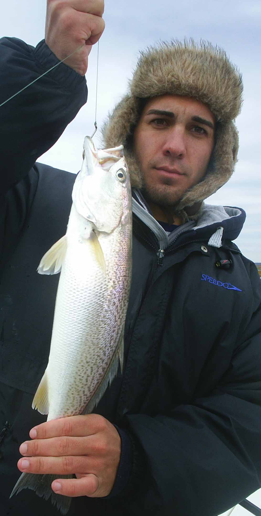 weakfish, sea trout